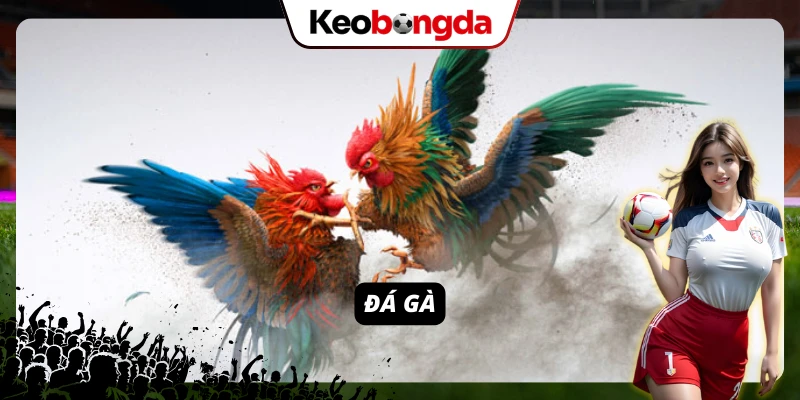 VIN88: Sân Chơi Cá Cược Đổi Thưởng “Xanh Chín” Hàng Đầu 2026 Đá gà là một trong những game được đại đa số anh em yêu thích